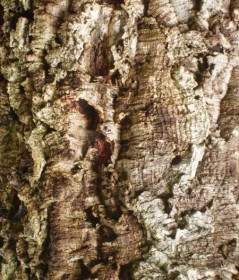Tekstur Kulit Pohon Cork