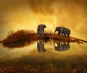 Pôr Do Sol De Elefante Tailândia