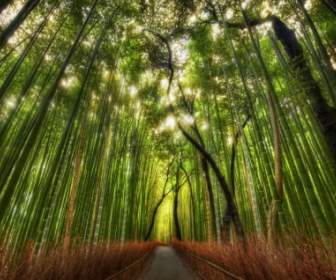 La Nature D'une Plage Dynamique élevée Bambou Forest Fond D'écran