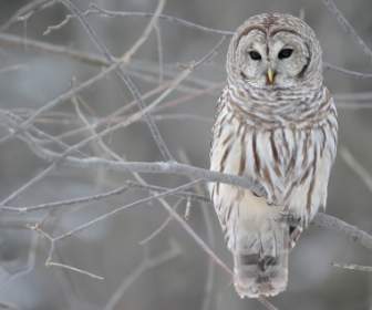 Los Animales De Pájaros De Papel Pintado Barred Owl