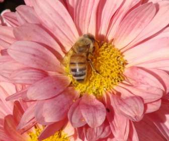 النحلة والزهرة