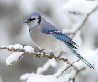 蓝鸟壁纸鸟类动物