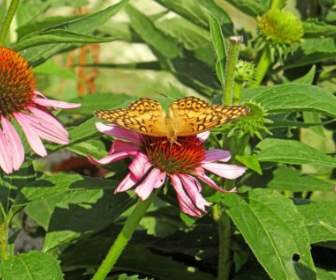The Butterfly And The Coneflower