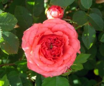 The Coral Mini Rose
