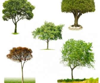 пять видов деревьев Psd