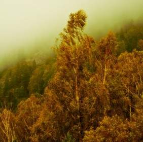 Le Brouillard Et La Forêt