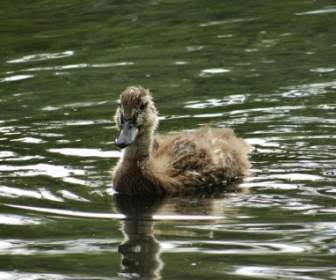The Fuzzy Little Duckling