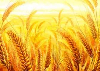 黄金の小麦の Psd ファイル