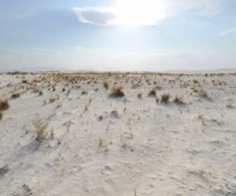 The Grass Of White Sands