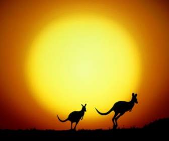 Il Canguro Hop Mondo Australia Carta Da Parati