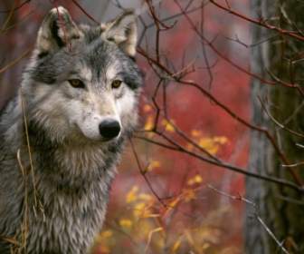 전망대 회색 늑대 벽지 늑대 동물