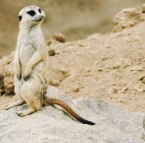 The Meerkat Nature Zoo