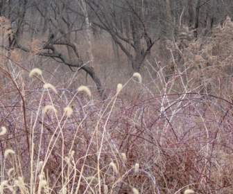 The Muted Colors Of Early Spring
