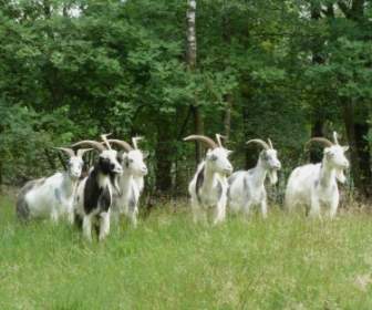Las Cabras Del Paisaje De Países Bajos
