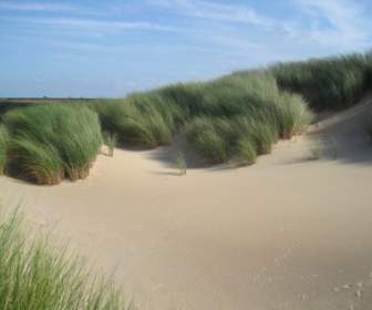 Die Niederlande Strandhafer Pflanzen