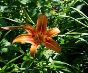 Die Orange Lilie