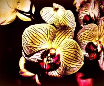蝴蝶蘭花創意鮮亮的顏色