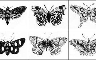 2 番目の割賦の蝶ブラシ