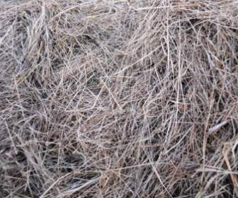 The Texture Of The Hay