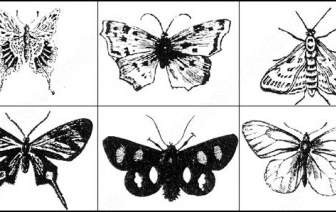 3 番目の割賦の蝶ブラシ