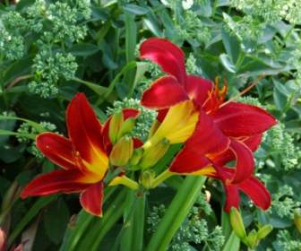 The Three Day Lilies