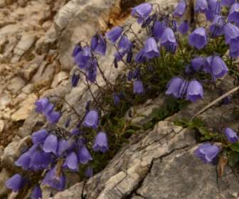 Thimble Hoa Alpine Hoa