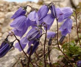 Thimble Flower Alpine Flower