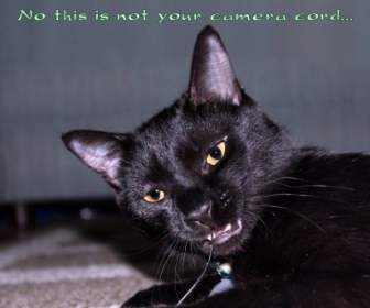 This Is Not Your Camera Cord
