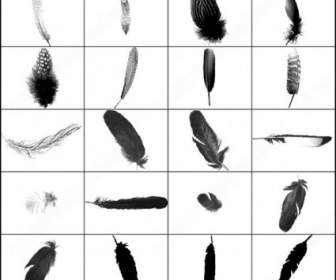 This Is The Fourth Set Of A Series Of Feather Brush
