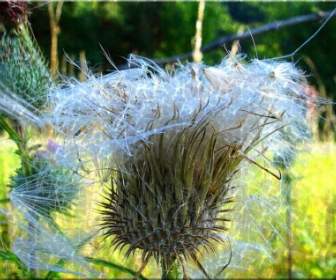 thistle close prickly summer meadow nature