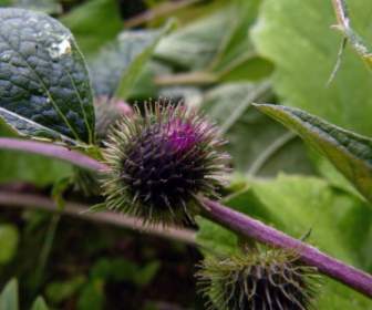 thistle flower plant
