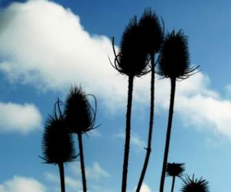 Thistles And Blue Sky