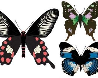 3 つの美しい蝶のベクトル