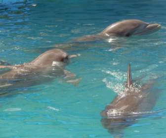 Tre Delfini