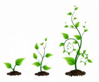 3 つの緑の植物の成長サイクル
