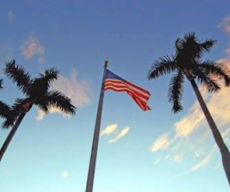 Three Palms And Flag