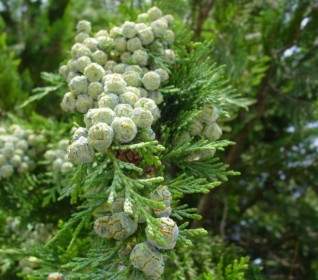 thujasamen seeds tap