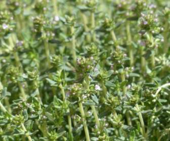 Thyme Flower Kitchen Herb
