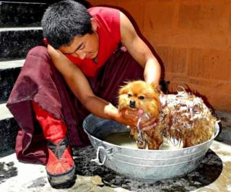 Tibet-Mensch-Hund