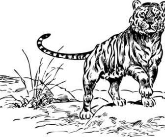 Tiger Clip Art