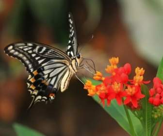 Tiger Swallowtail Wallpaper Butterflies Animals