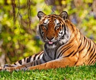 Animais De Tigres De Papel De Parede De Língua Tigre