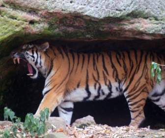 tigers cat wildcat