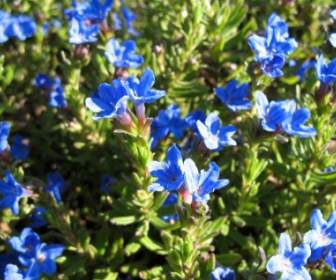 Petites Fleurs Bleus