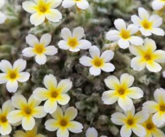 Tiny Yellow White Flowers