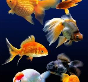 Hd Goldfish. PSD A Strati