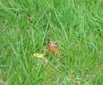 Kröte Frosch Gras