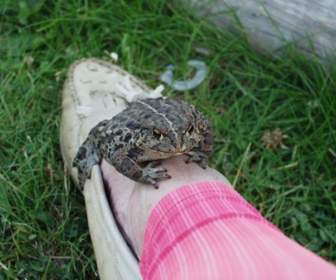 Toad Leg Animal