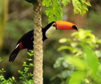 Toco Toucan Wallpaper Birds Animals