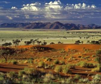 Tok Tokkie Desert Wallpaper Landscape Nature